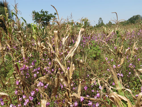 Thesis on integrated weed management in cowpea