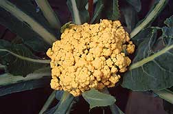 cauliflower.jpg (9320 bytes)