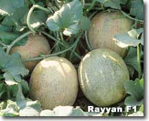 Rayyan.jpg (7948 bytes)