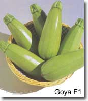 Goya.jpg (9295 bytes)