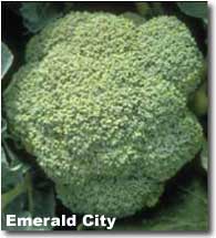 emeraldcity.jpg (8505 bytes)