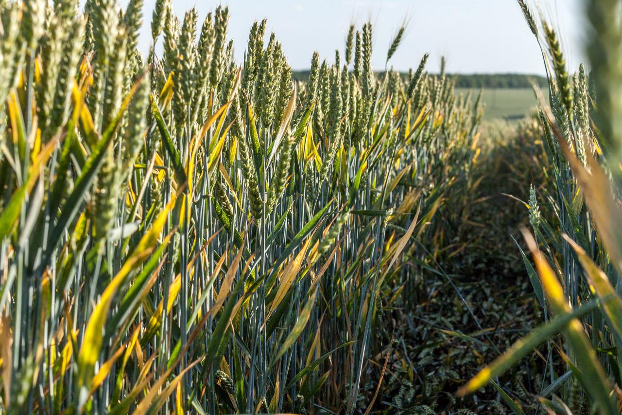 Rust on wheat фото 74